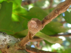Burnettweldia washingtonensis