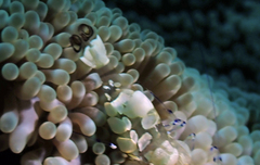 Ancylocaris brevicarpalis