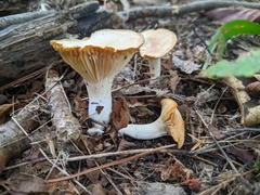 Cuphophyllus pratensis