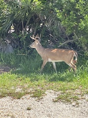 Odocoileus virginianus clavium