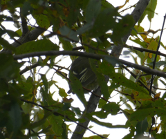 Vireo olivaceus