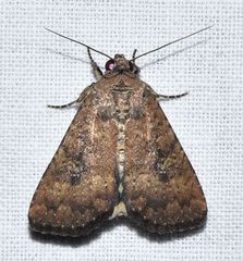 Condica sutor