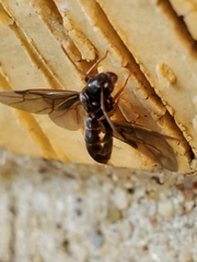 Lasius aphidicola