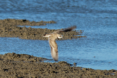 Charadrius wilsonia