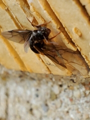 Lasius aphidicola