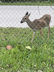 Odocoileus virginianus clavium