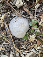 Leucoagaricus barssii