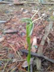 Pterostylis foliata