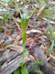 Pterostylis foliata