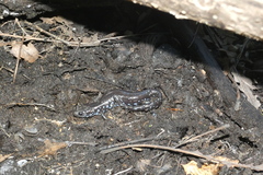 Ambystoma laterale