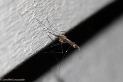 Anopheles punctipennis