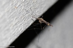 Anopheles punctipennis
