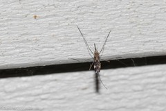 Anopheles punctipennis