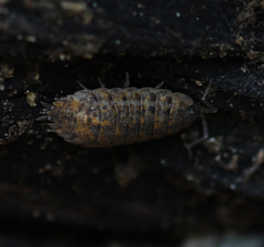 Holoverticata