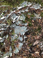 Peltigera aphthosa