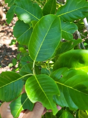 Pisonia albida