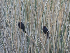 Chrysomus ruficapillus