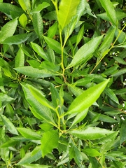 Dodonaea viscosa