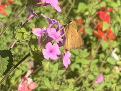 Hylephila phyleus