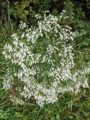 Eupatorium hyssopifolium