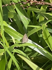 Hermeuptychia hermes