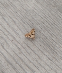 Hemeroplanis incusalis