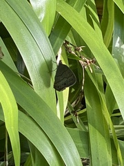 Hermeuptychia hermes