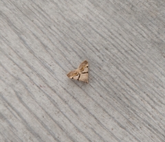 Hemeroplanis incusalis