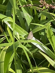Hermeuptychia hermes