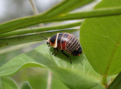 Ellipsidion australe
