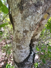 Pisonia albida