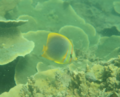 Chaetodon aureofasciatus