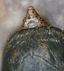 Sternotherus intermedius