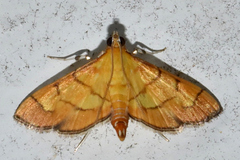 Orphanostigma haemorrhoidalis