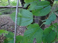 Morus rubra