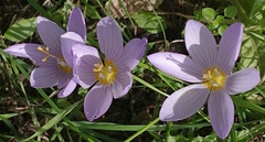 Crocus kotschyanus