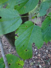 Morus rubra