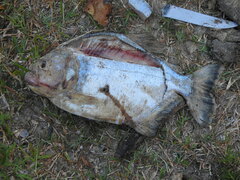 Serrasalmus maculatus