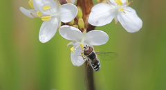 Austroscaeva melanostoma