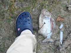 Serrasalmus maculatus