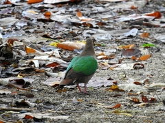 Chalcophaps longirostris