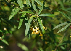 Pittosporum bicolor