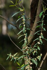 Pimelea axiflora axiflora