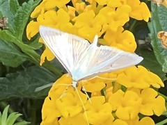 Diaphania costata