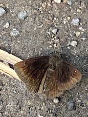 Bolla eusebius