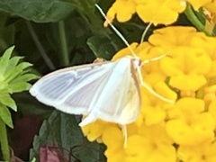 Diaphania costata