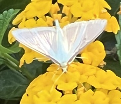 Diaphania costata
