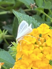 Diaphania costata