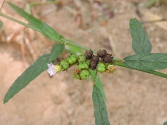 Melochia corchorifolia