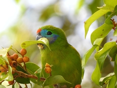 Cyclopsitta diophthalma